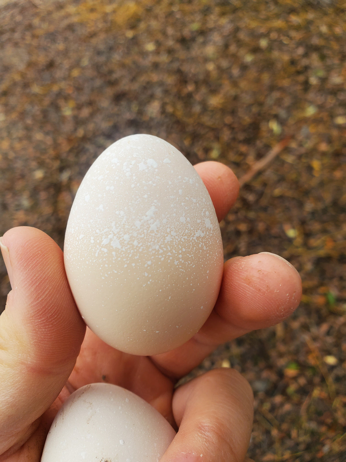 Half Dozen Fertile Hatching Eggs