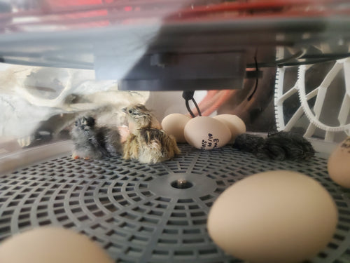 Half Dozen Fertile Hatching Eggs