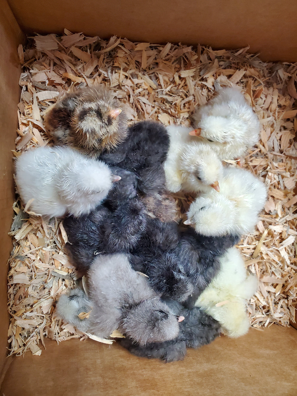 Half Dozen Fertile Hatching Eggs