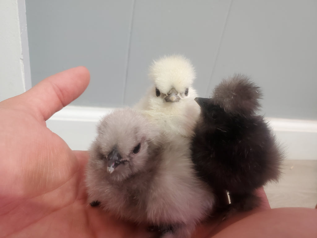 Half Dozen Fertile Hatching Eggs