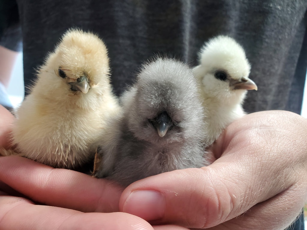 1 Dozen Fertile Hatching Eggs
