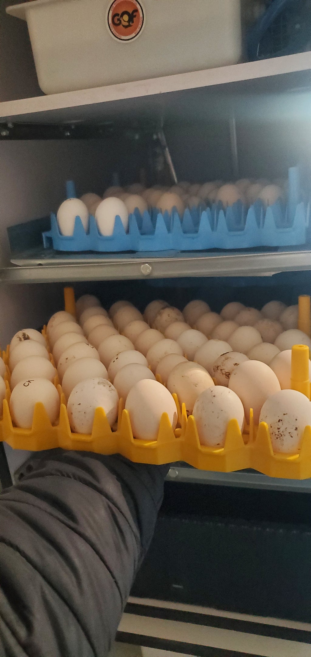 1 Dozen Fertile Hatching Eggs