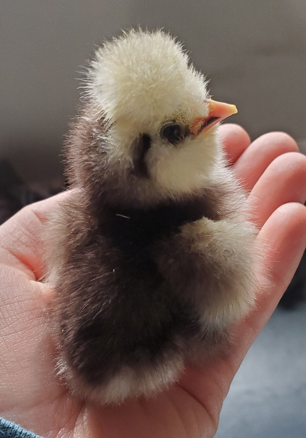 1 Dozen Fertile Hatching Eggs