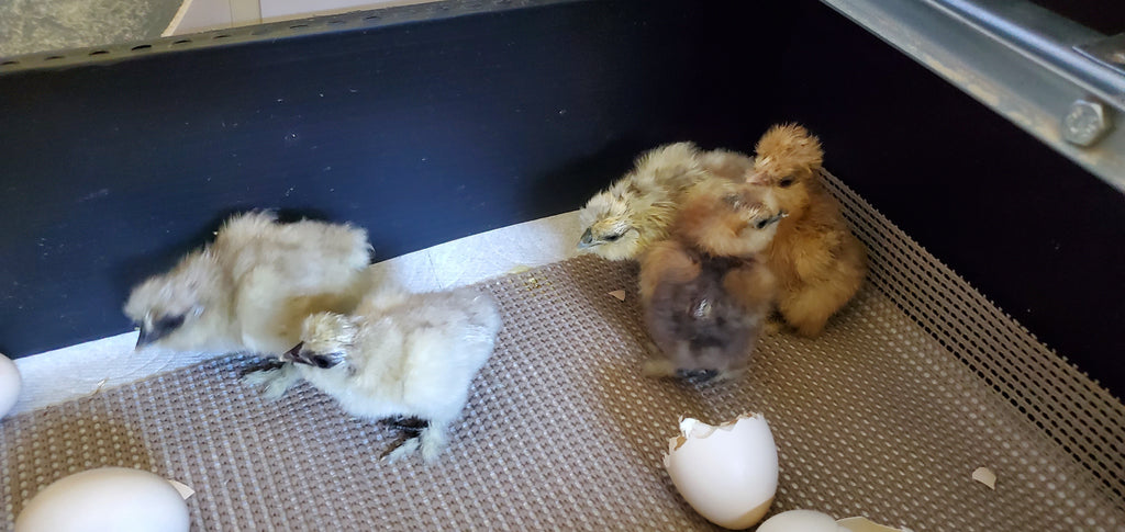 1 Dozen Fertile Hatching Eggs