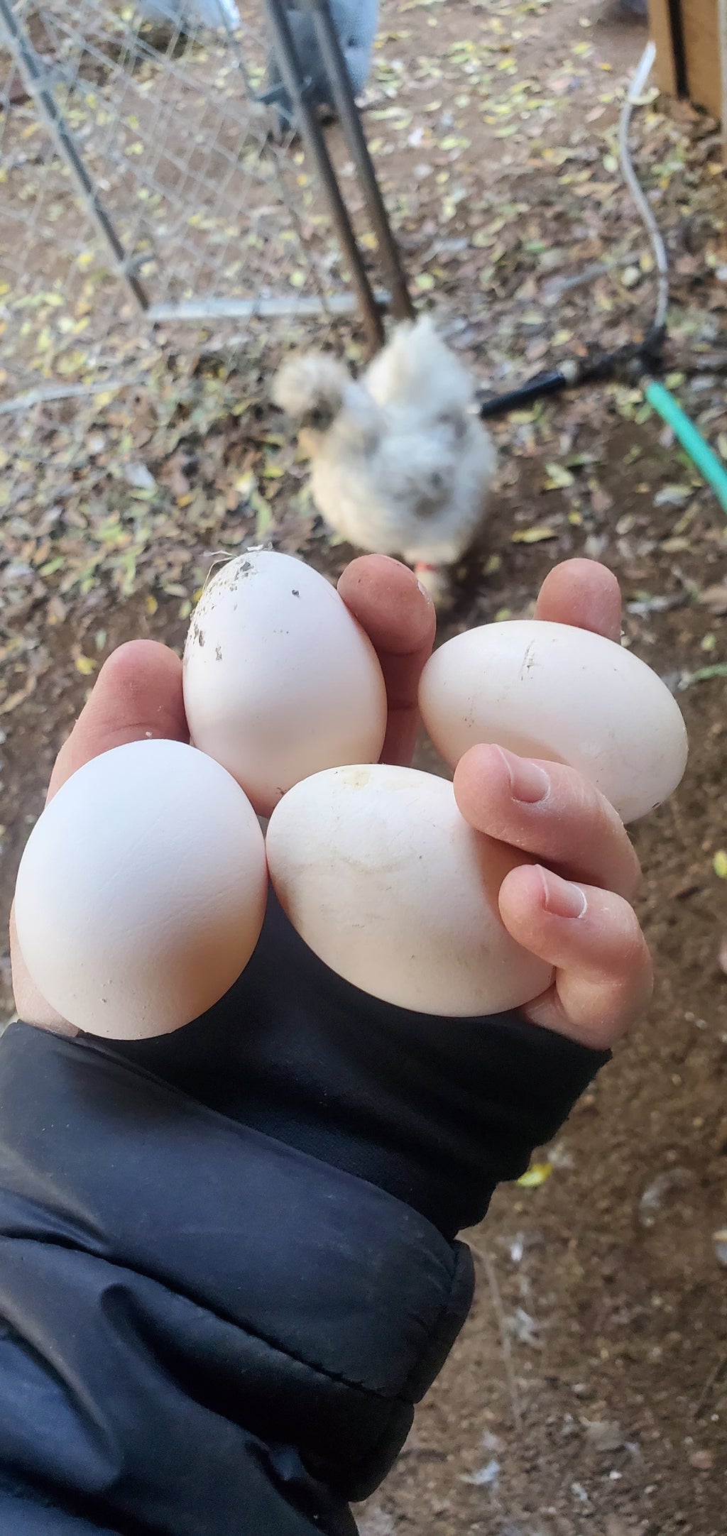 1 Dozen Fertile Hatching Eggs