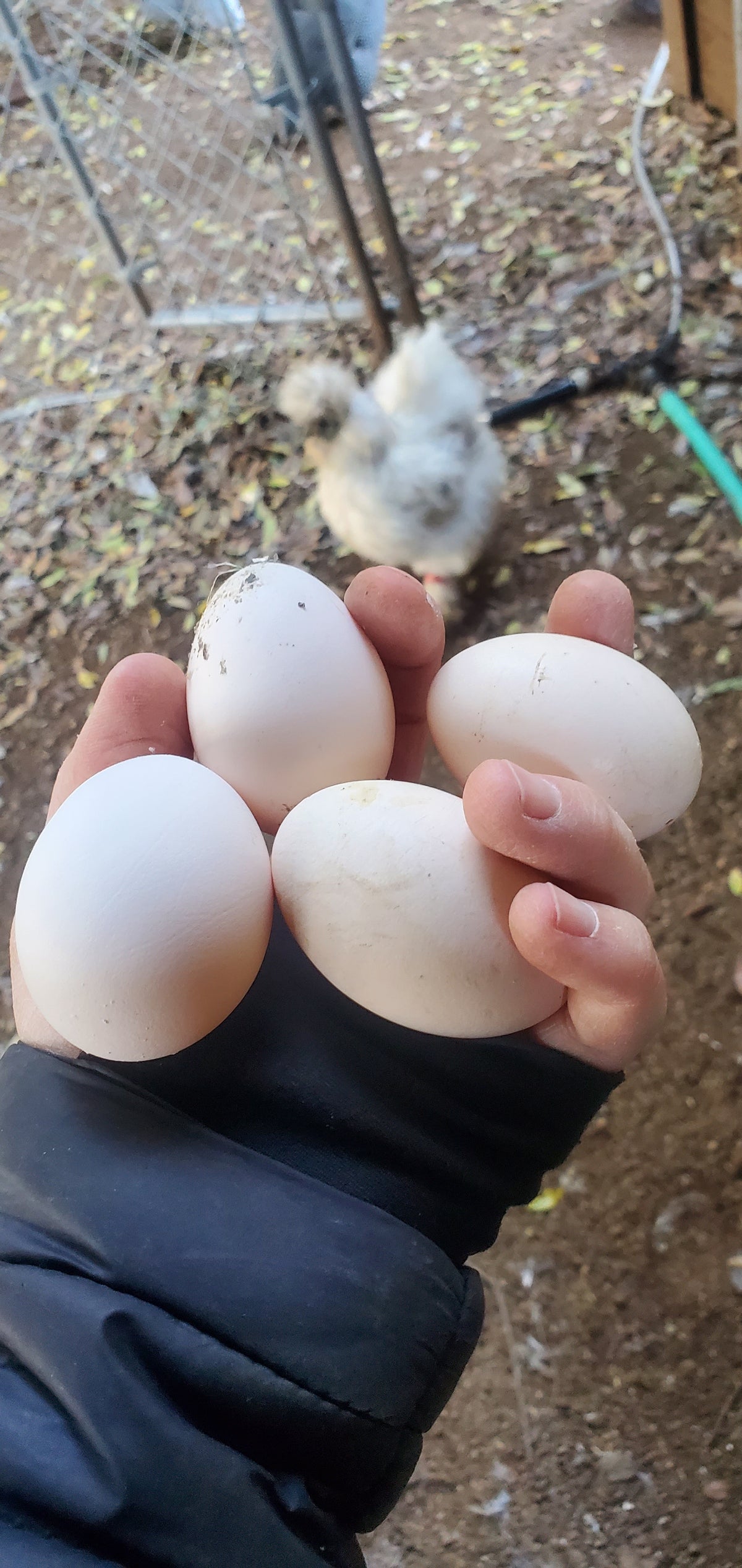 1 Dozen Fertile Hatching Eggs