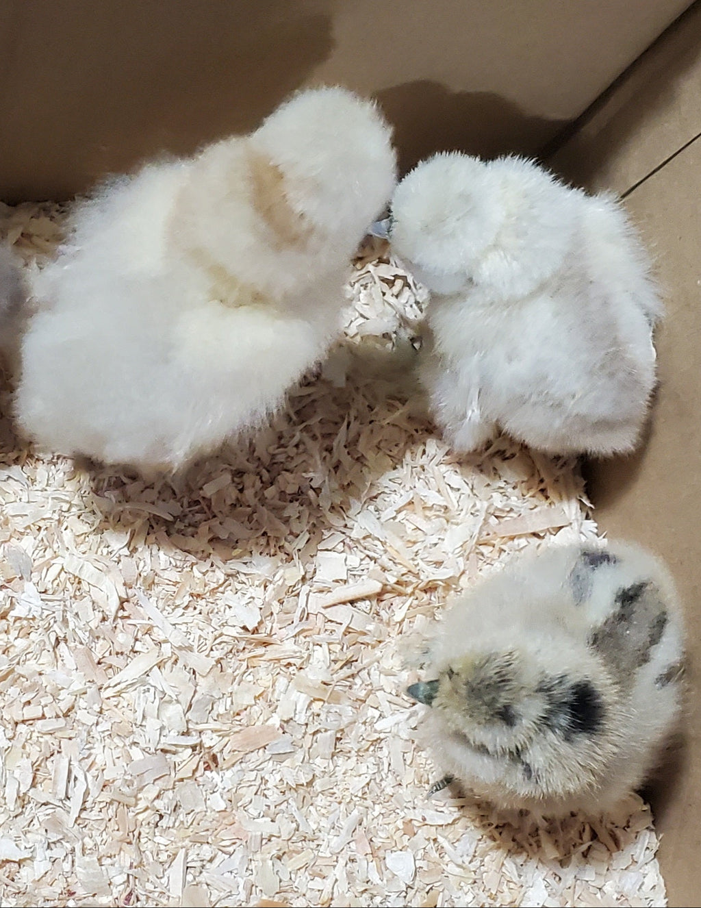DNA Sexed Female Chicks