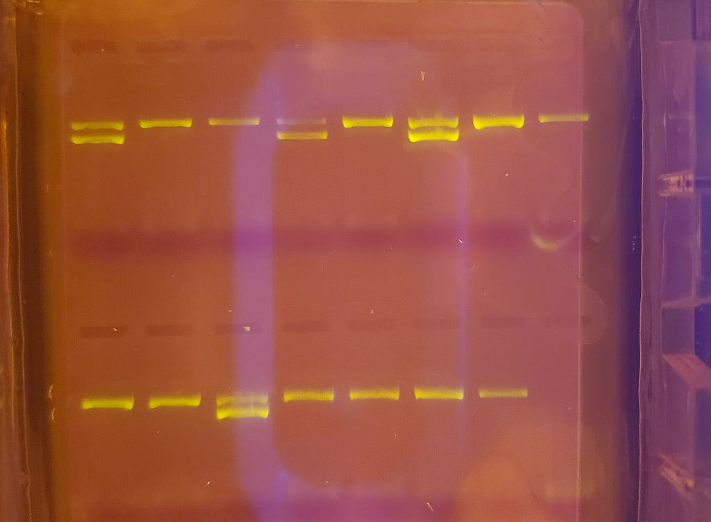 DNA Sexed Female Chicks
