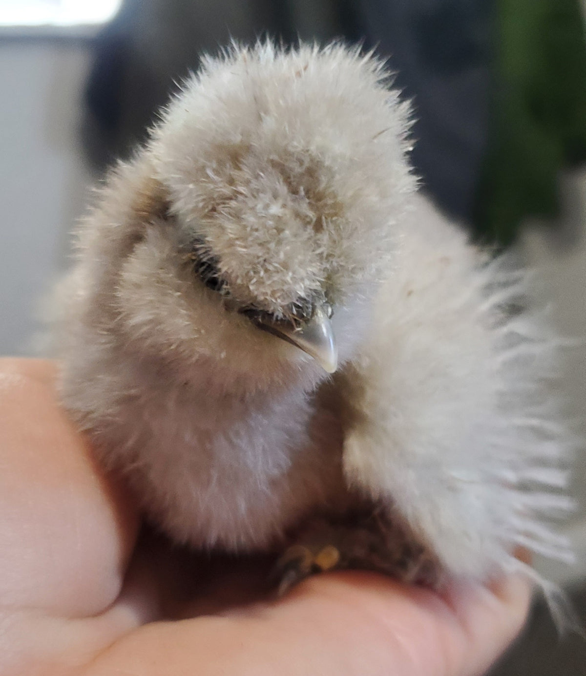 DNA Sexed Female Chicks
