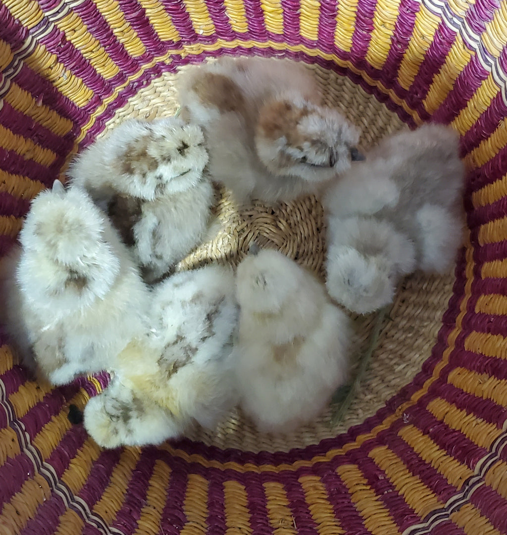 Unsexed Silkie Chick Under 6 Weeks Old
