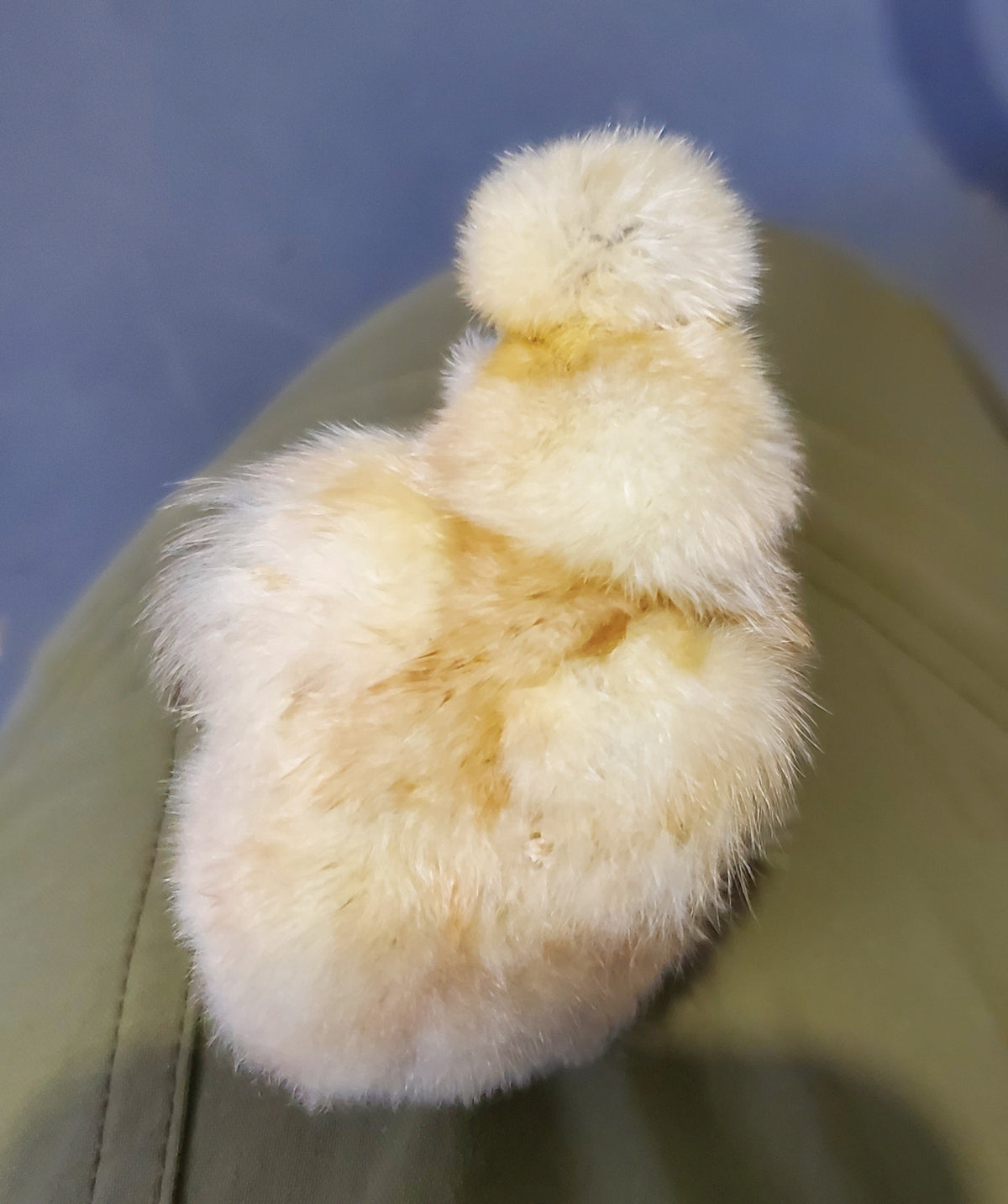 Unsexed Silkie Chick Under 6 Weeks Old
