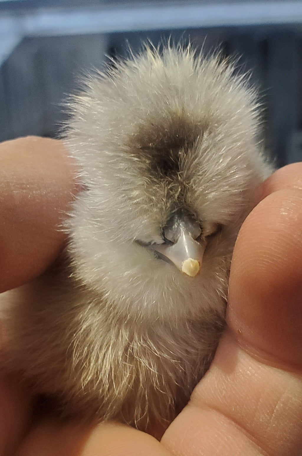 Unsexed Silkie Chick Under 6 Weeks Old